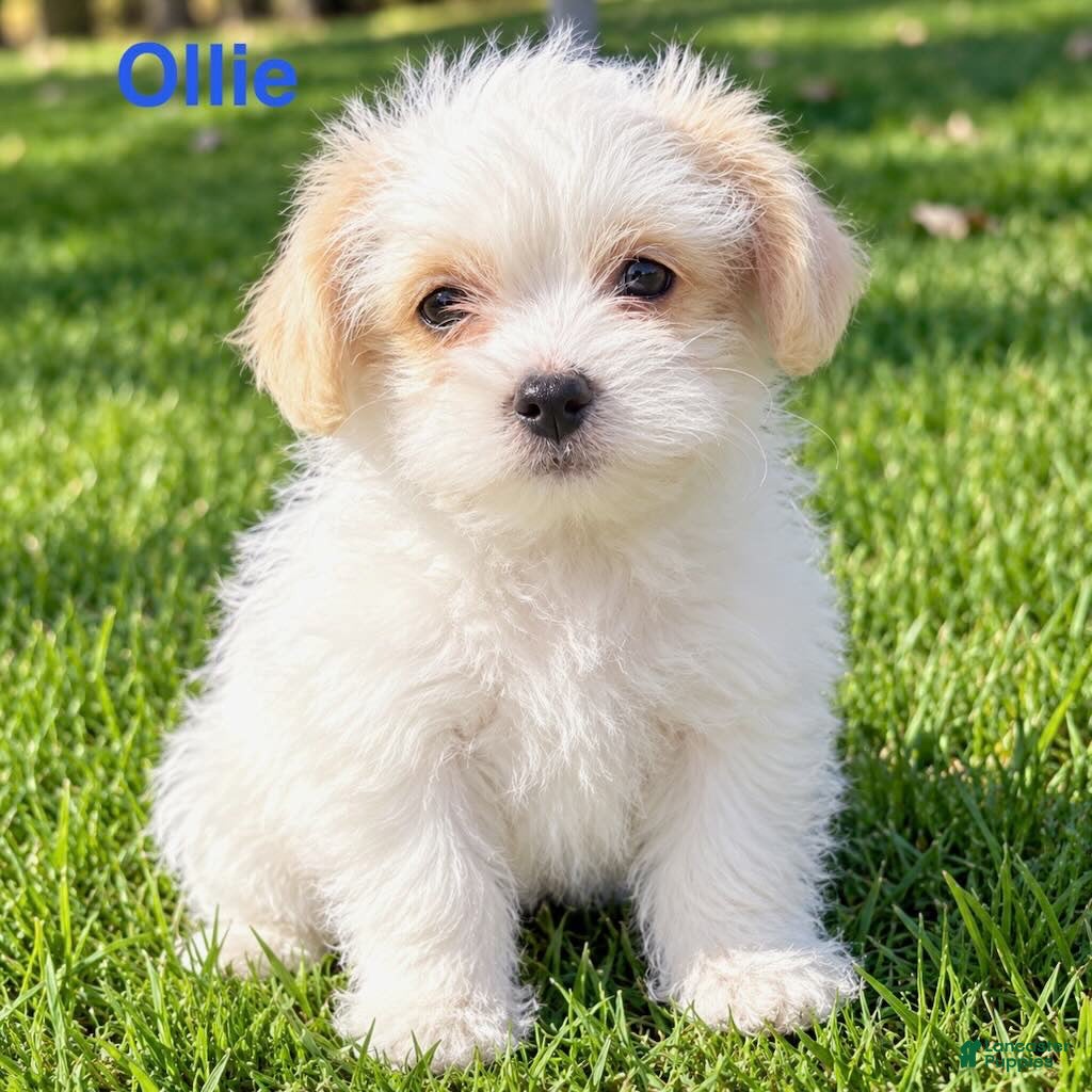 Shihpoo dogs Ollie - Ad 1