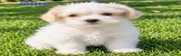 Shihpoo dogs for sale: Ollie - Ad 1