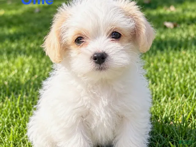 Shihpoo dogs Ollie - Ad 1