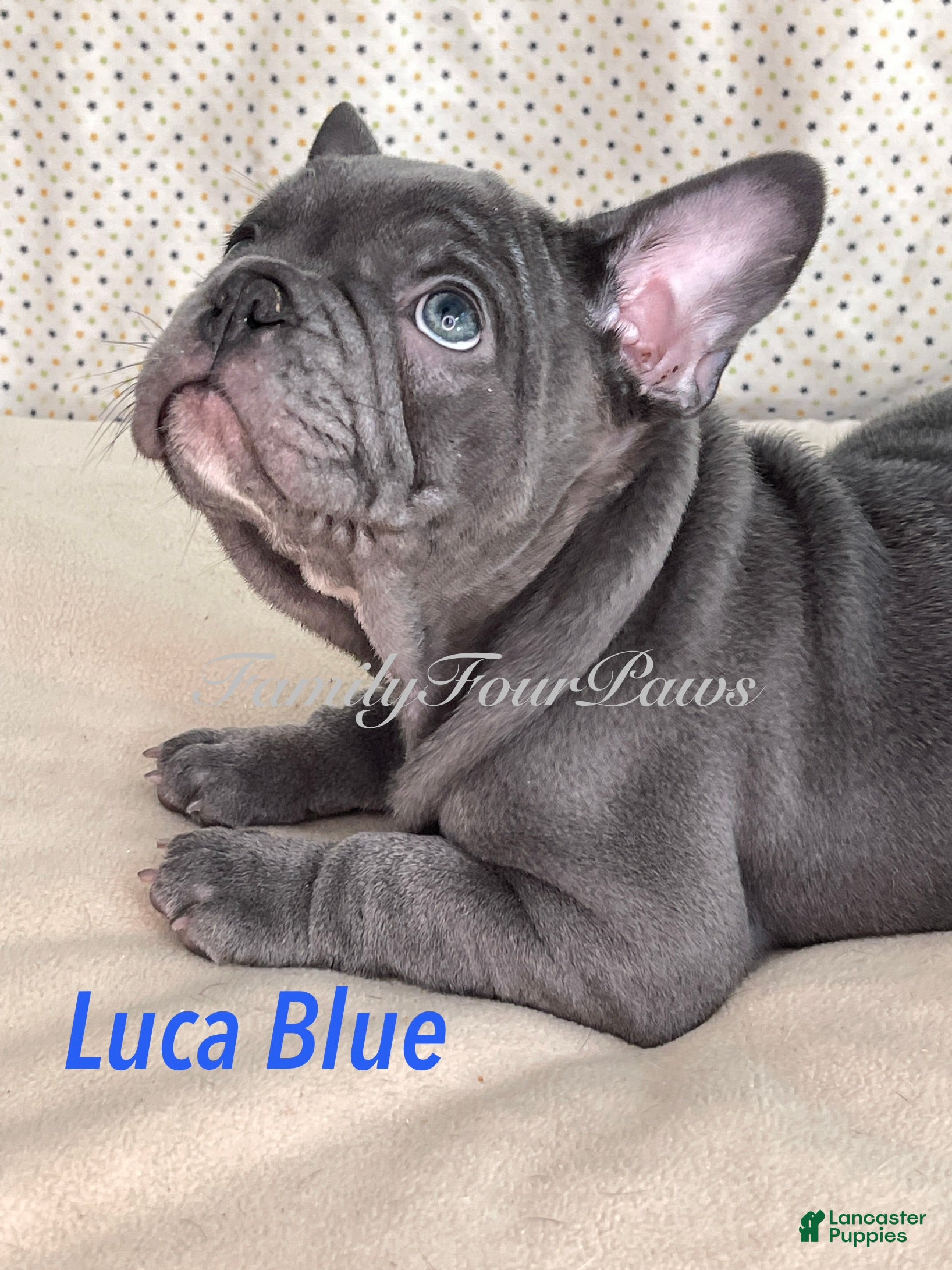 Frenchton dogs Luca blue   - Ad 1