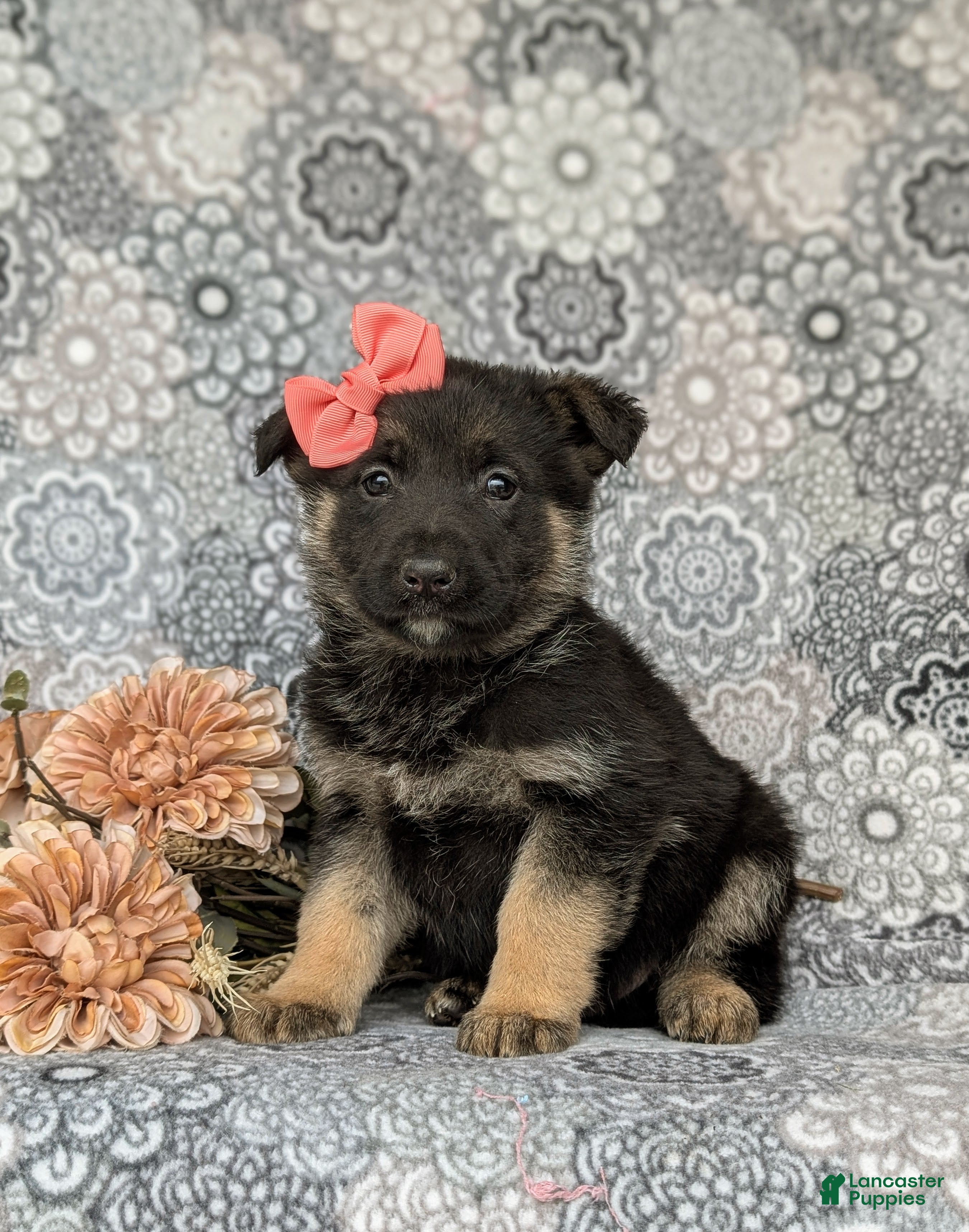 Mixed Breed dogs Dixie - Ad 10