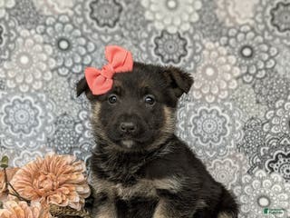 Mixed Breed dogs Dixie - Ad 6