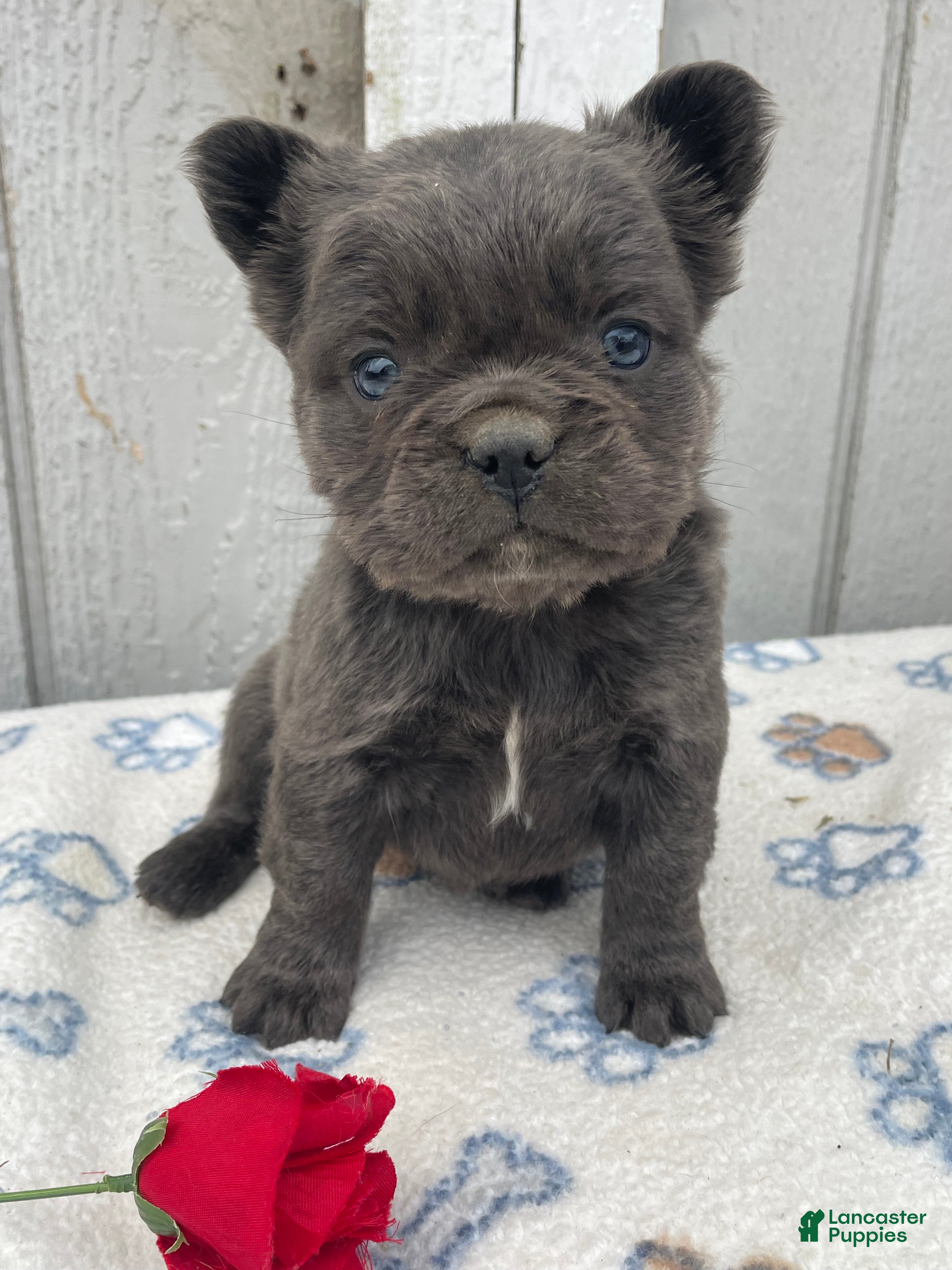 French Bulldog dogs Olive - Ad 4