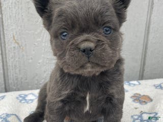 French Bulldog dogs Olive - Ad 4