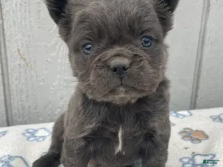 French Bulldog dogs Olive - Ad 15