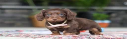 Miniature Dachshund dogs for sale: Rylie - Ad 7