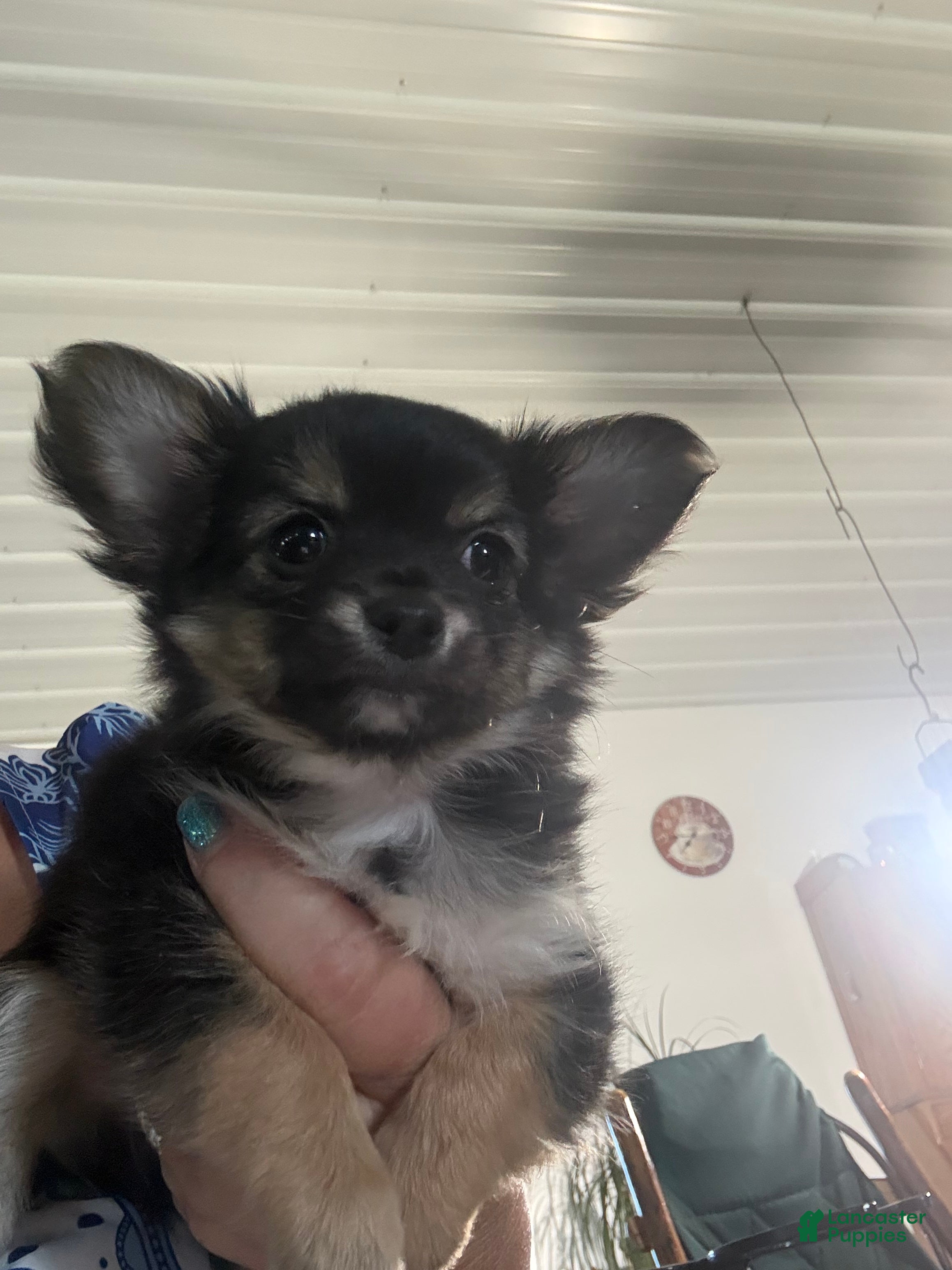 Chihuahua dogs Mini teddy - Ad 1