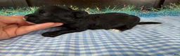 Havapoo dogs for sale: Havapoo 1 - Ad 6
