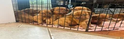 Dogue De Bordeaux dogs for sale: Dogue De Bordeaux Puppy 5 - Ad 100