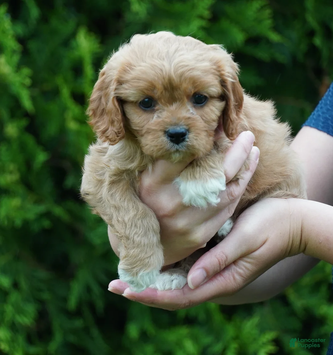 Cavachon dogs for sale: Dahlia - Ad 1