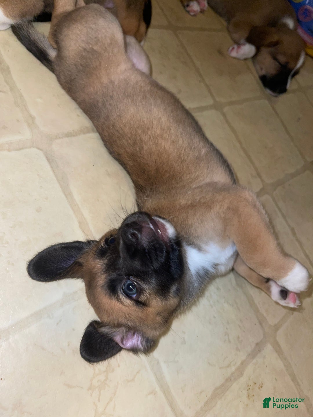 Mixed Breed dogs for sale: Garbanzo - Ad 2