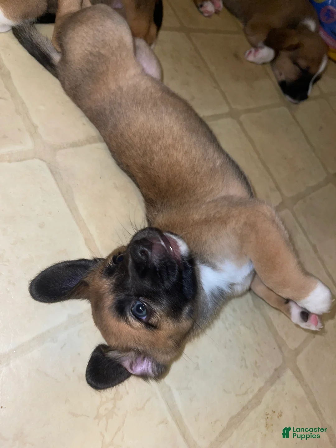 Mixed Breed dogs for sale: Garbanzo - Ad 2