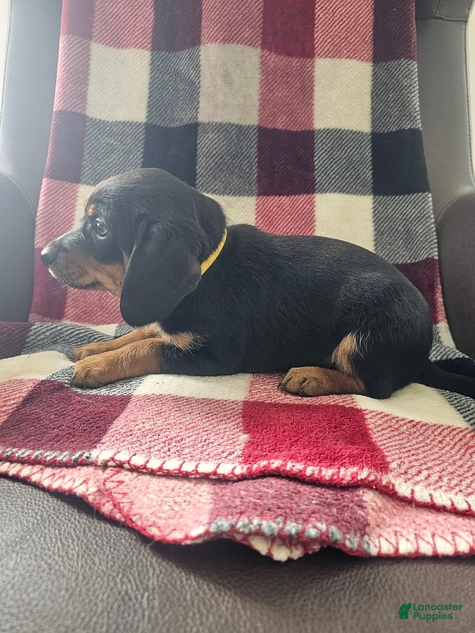 Mixed Breed dogs Daisey - Ad 2