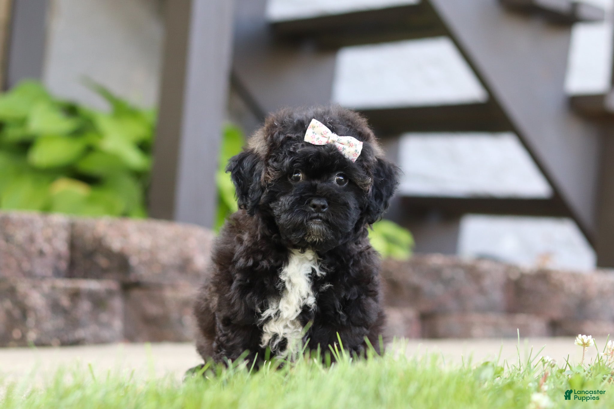 Maltipoo dogs Pretzel - Ad 2