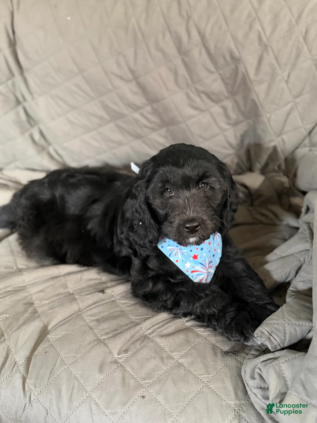 Mini Aussiedoodle dogs for sale: Mini Aussiedoodle 1 Guapo  - Ad 2