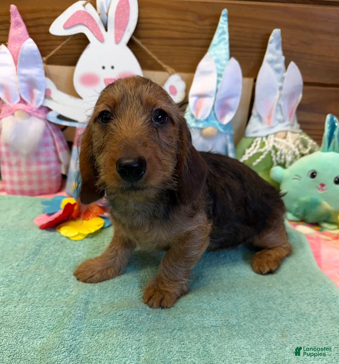 Dachshund dogs for sale: Lucky - Ad 2