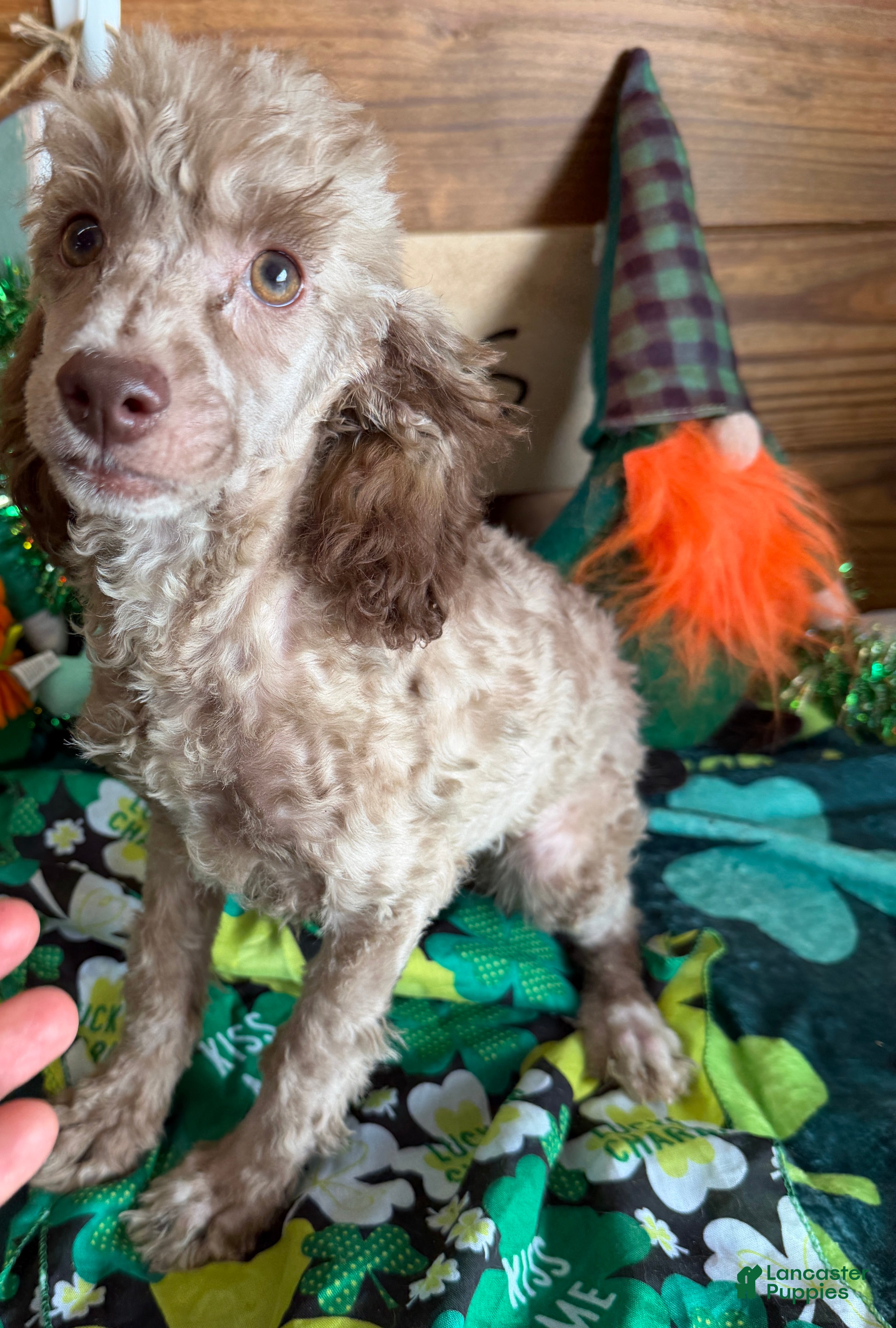 Toy Poodle dogs Boots - Ad 29