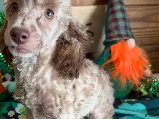 Toy Poodle dogs Boots - Ad 29