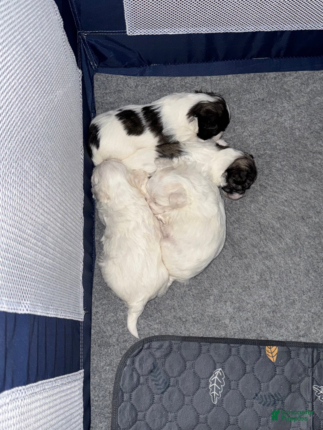 Mixed Breed dogs for sale:  Lhatese Breed “Daisy” - Ad 17