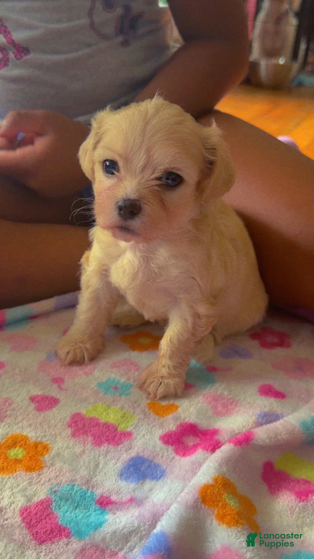 Malshi dogs for sale: Malshi 2 - Ad 1