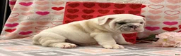 English Bulldog dogs for sale: Stanton - Ad 5