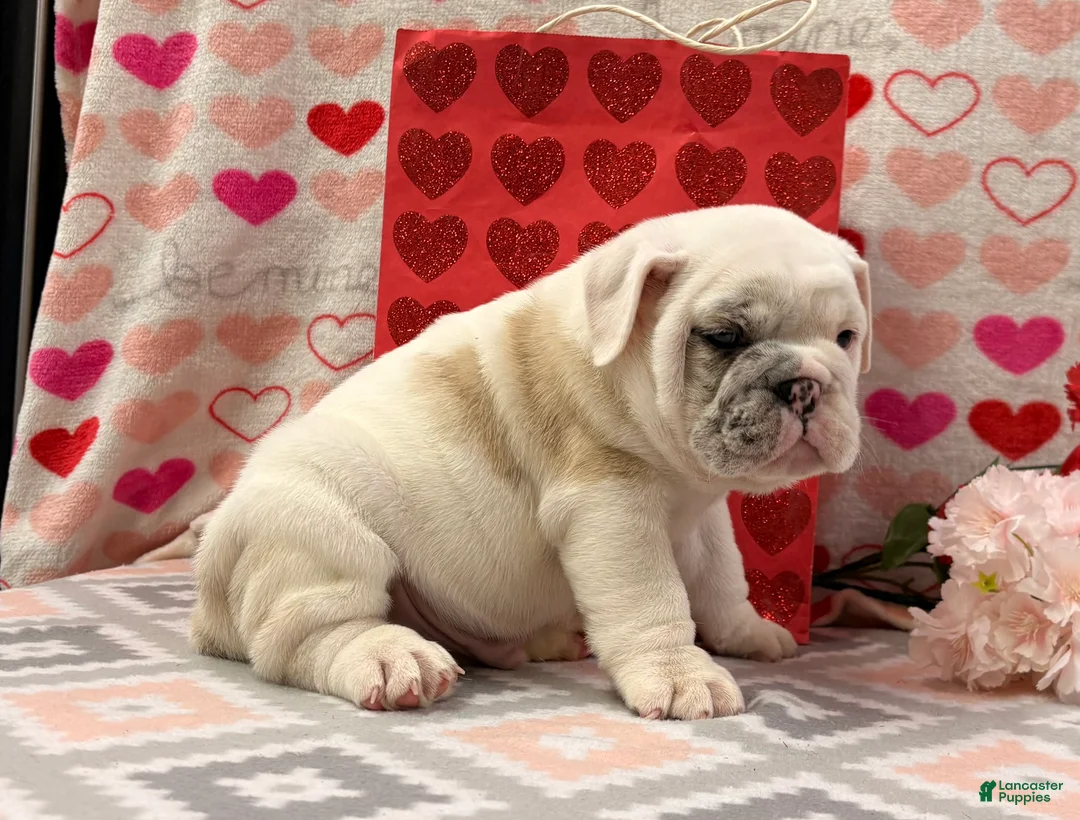 English Bulldog dogs for sale: Stanton - Ad 5