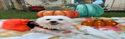 Mixed Breed dogs for sale: Mixed Breed 5 - Ad 2