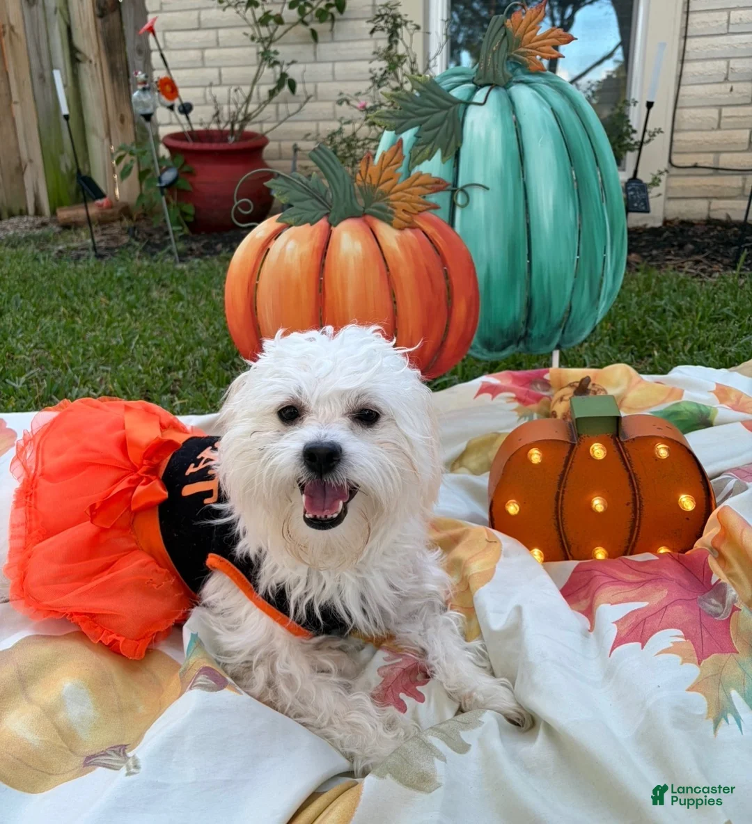Mixed Breed dogs for sale: Mixed Breed 5 - Ad 2