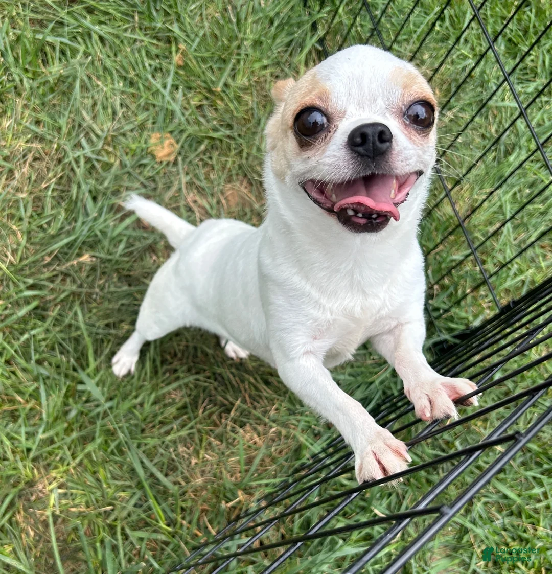 Chihuahua dogs for sale: Teddy Bear - Ad 2
