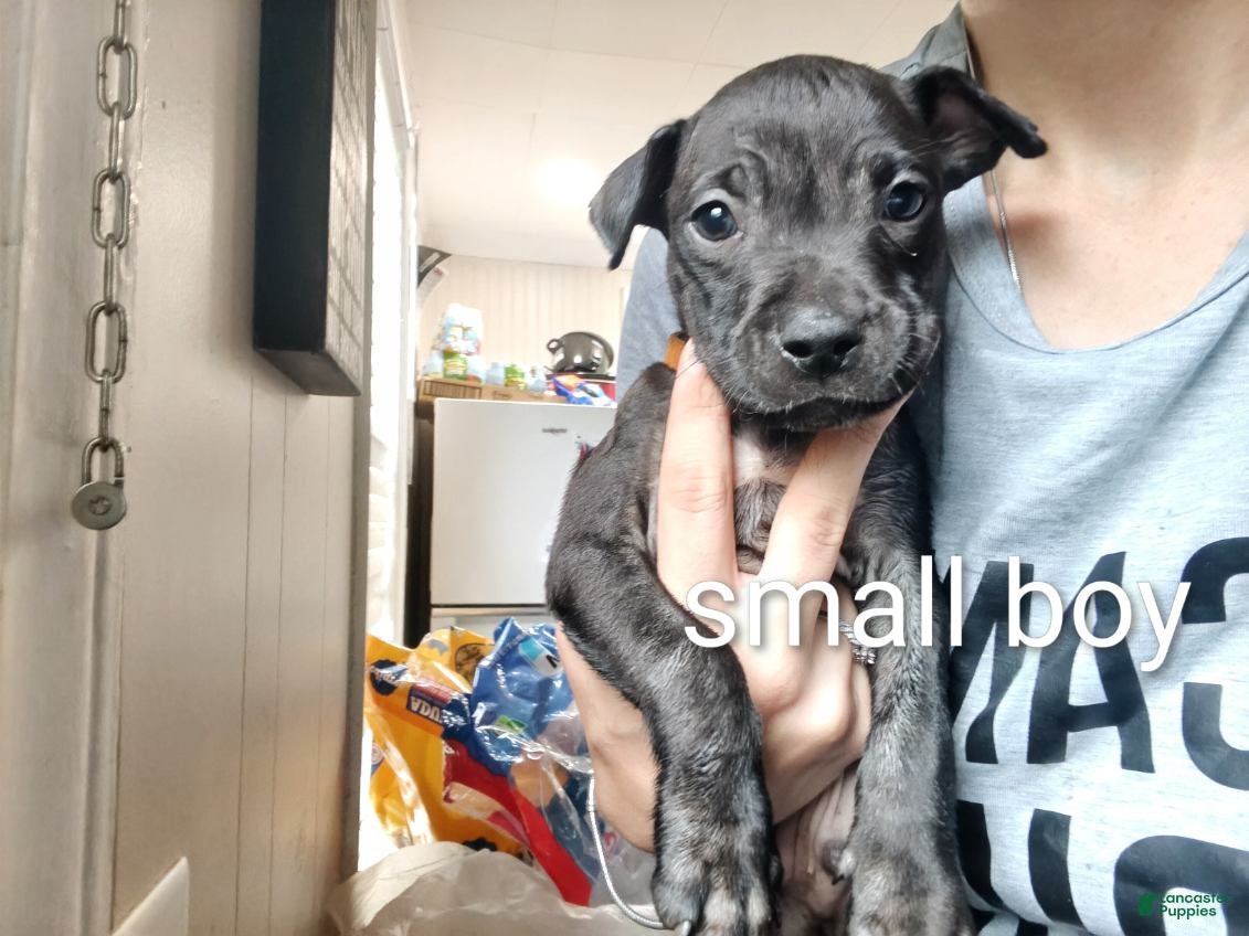 Mixed Breed dogs Mixed Breed 5 - Ad 15