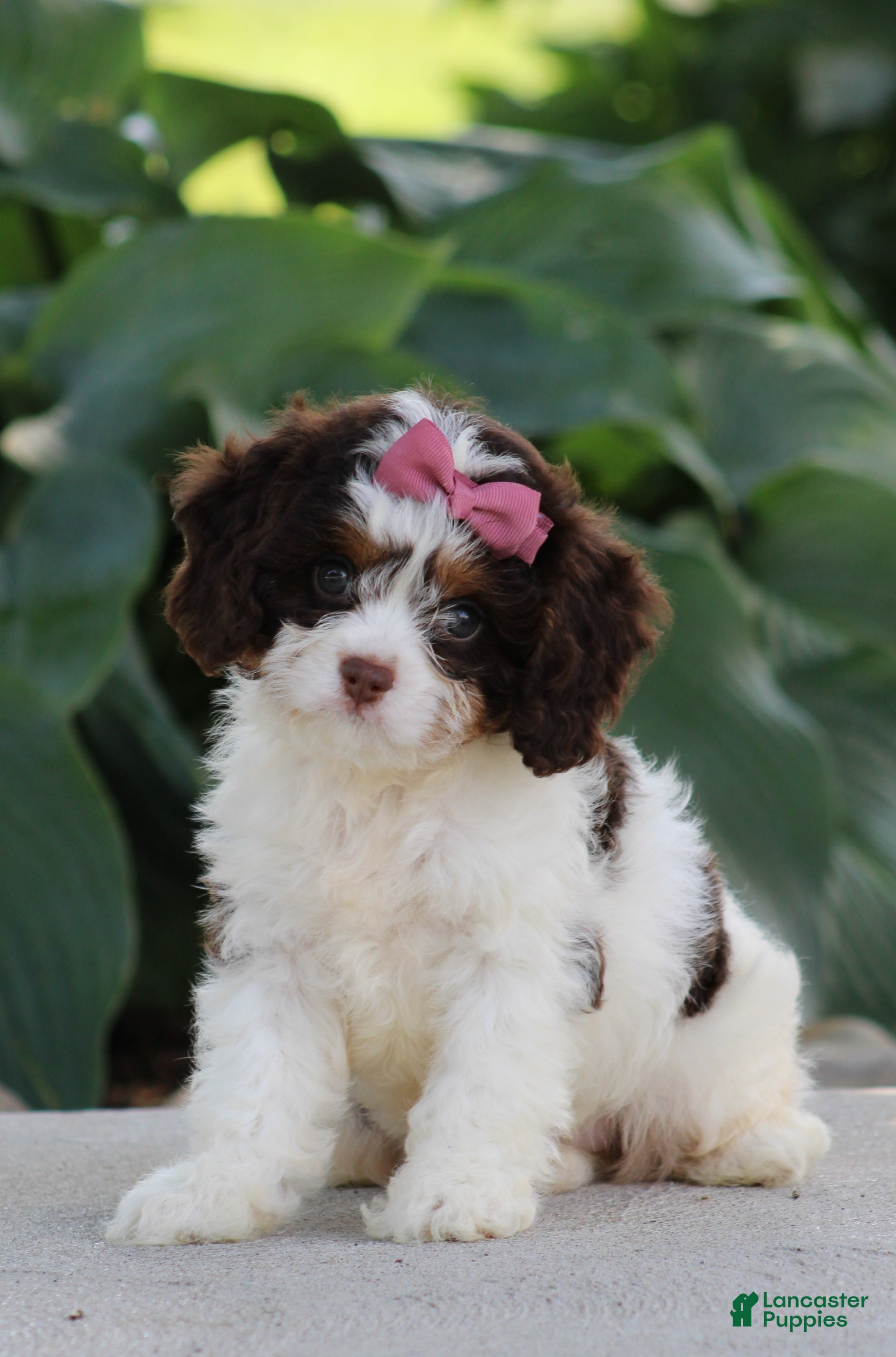 Cavapoo dogs Dana - Ad 2
