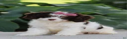 Cavapoo dogs for sale: Dana - Ad 2
