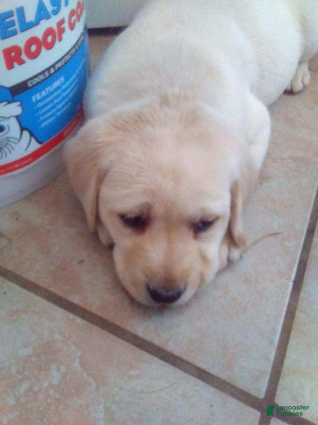 Labrador Retriever dogs faith - Ad 10