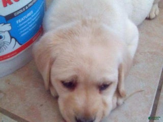 Labrador Retriever dogs faith - Ad 22