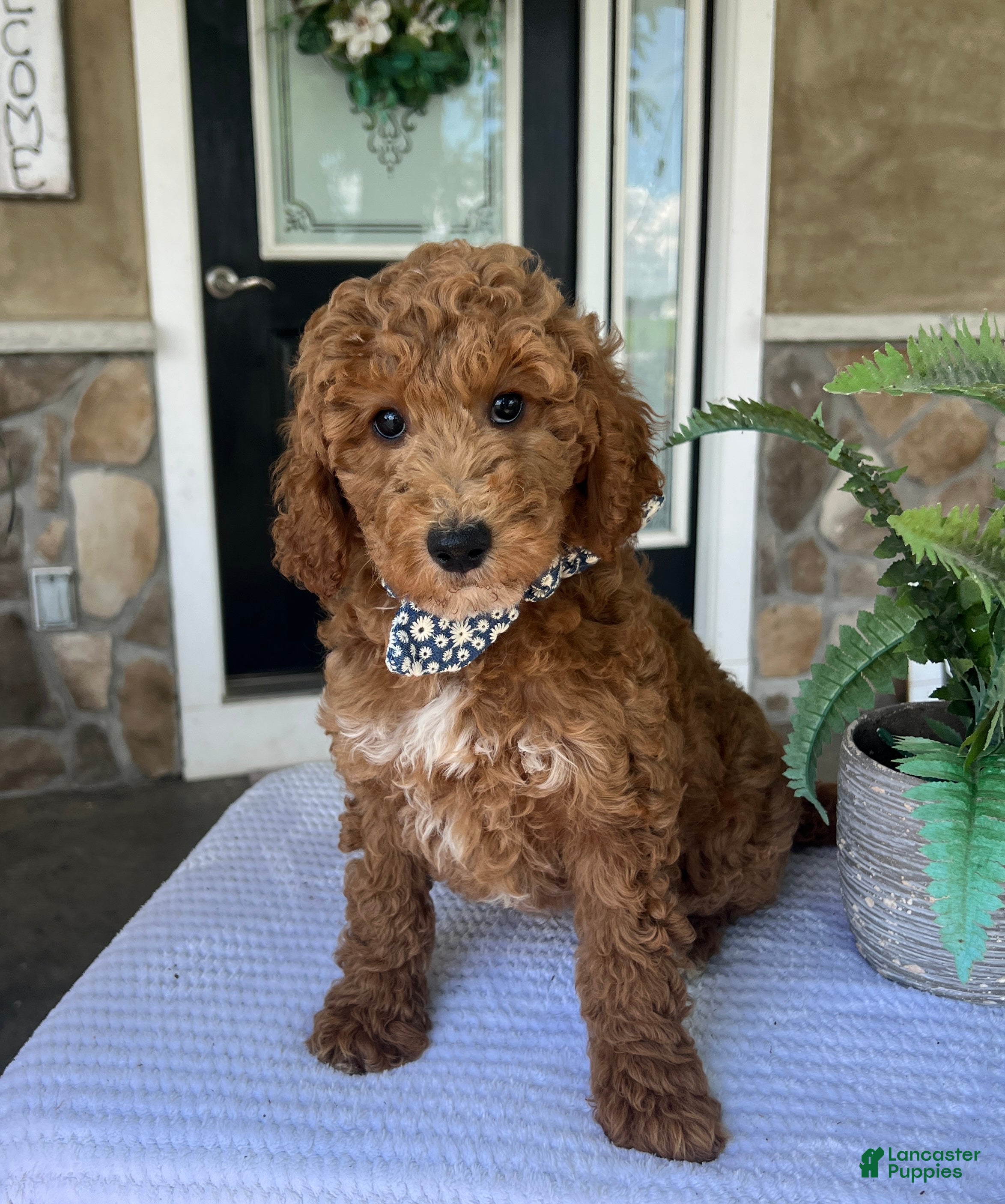Mini Goldendoodle dogs Wade - Ad 2