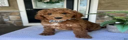 Mini Goldendoodle dogs for sale: Wade - Ad 2