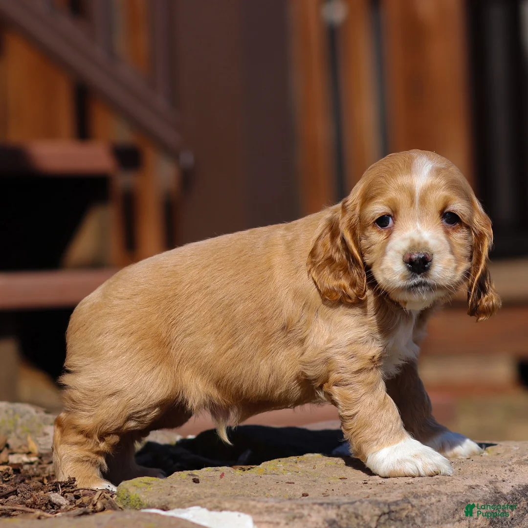 Cocker Spaniel dogs for sale: River Cocker Spaniel Puppy  - Ad 3
