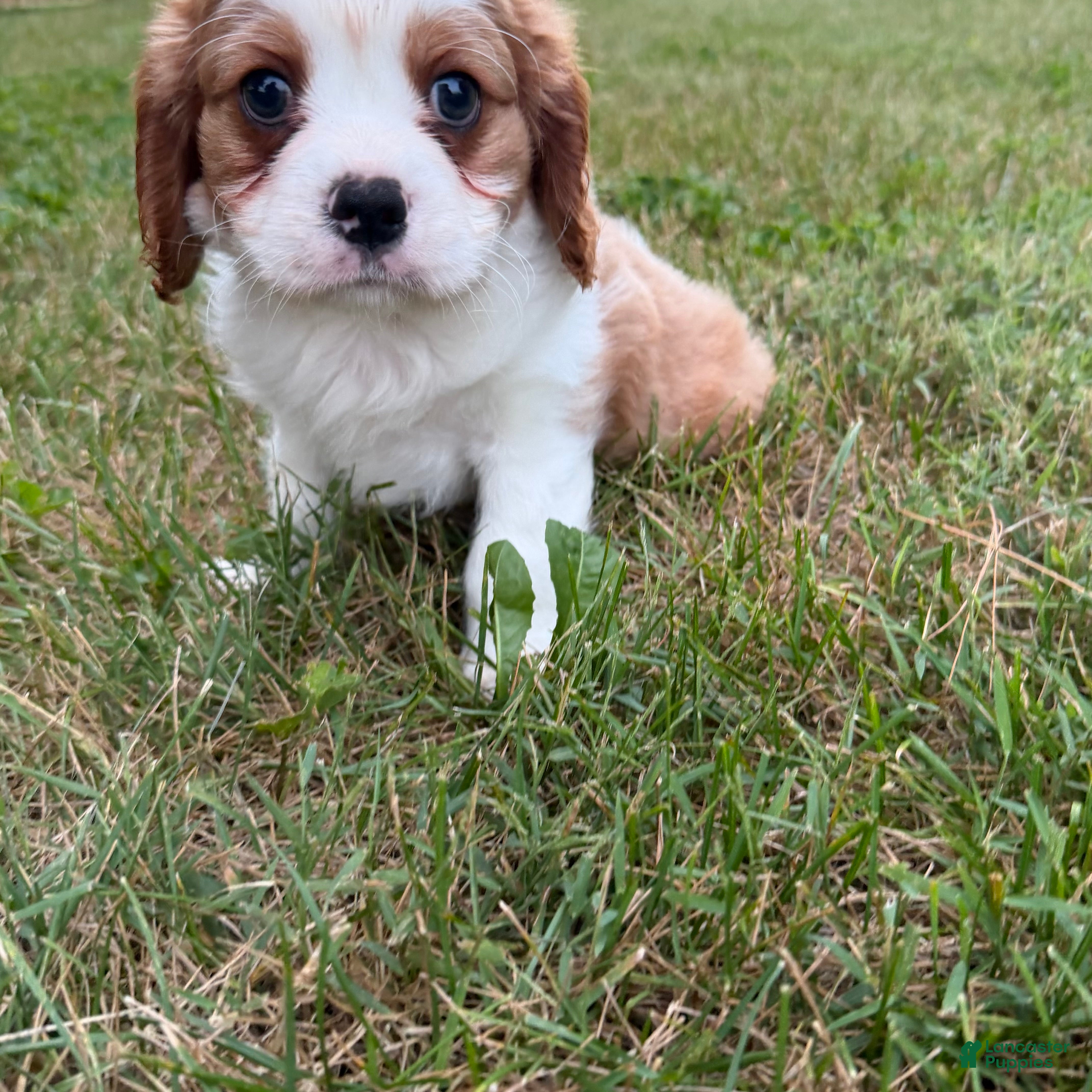 Cavalier King Charles Spaniel dogs Christopher Cavalier King Charles Spaniel  - Ad 2