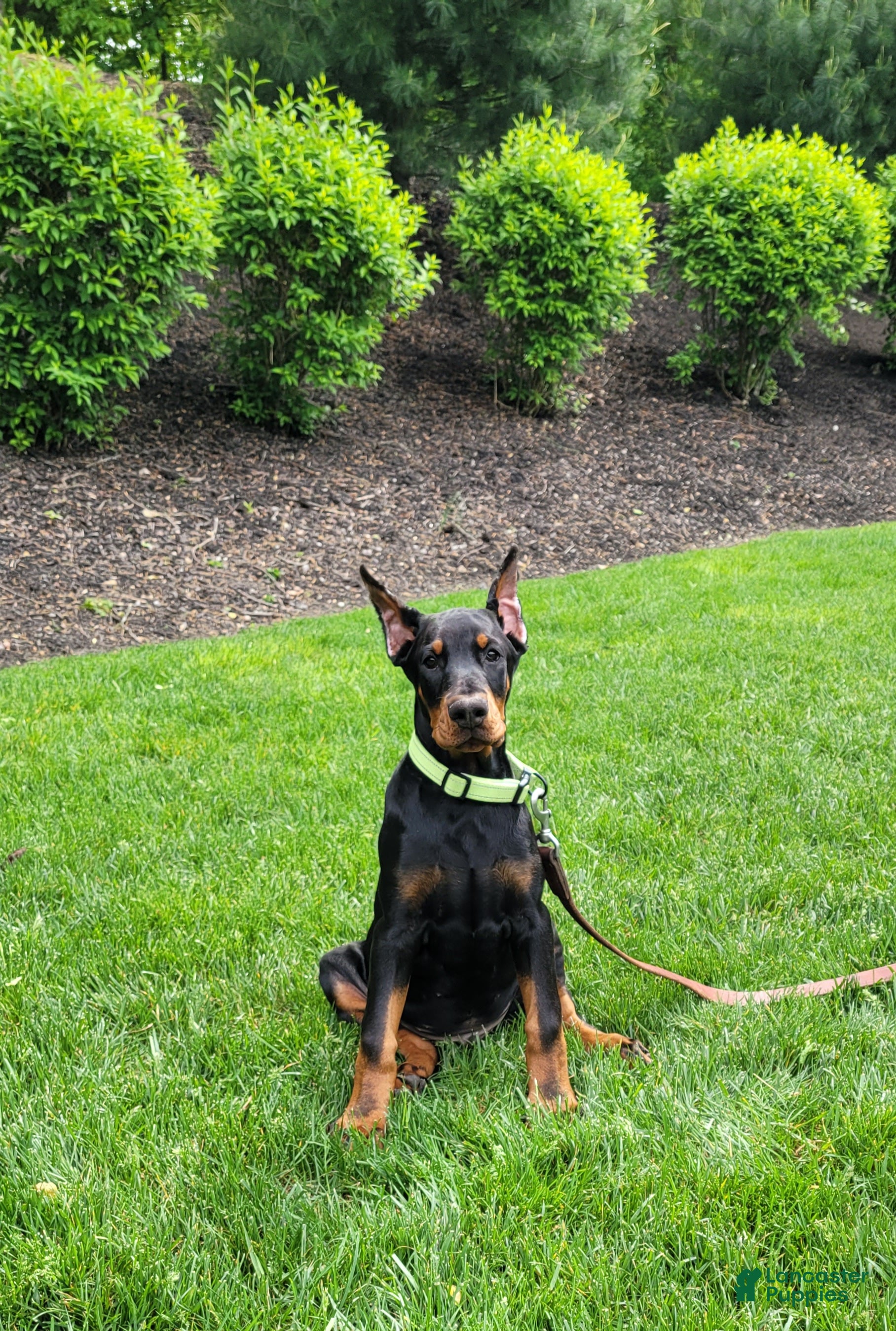 Doberman Pinscher dogs ONYX - Ad 15