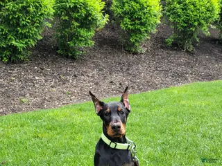 Doberman Pinscher dogs ONYX - Ad 15