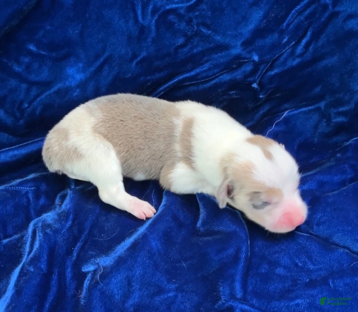 Pembroke Welsh Corgi