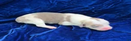 Welsh Corgi Pembroke dogs for sale: Welsh Corgi Pembroke Male - Ad 1