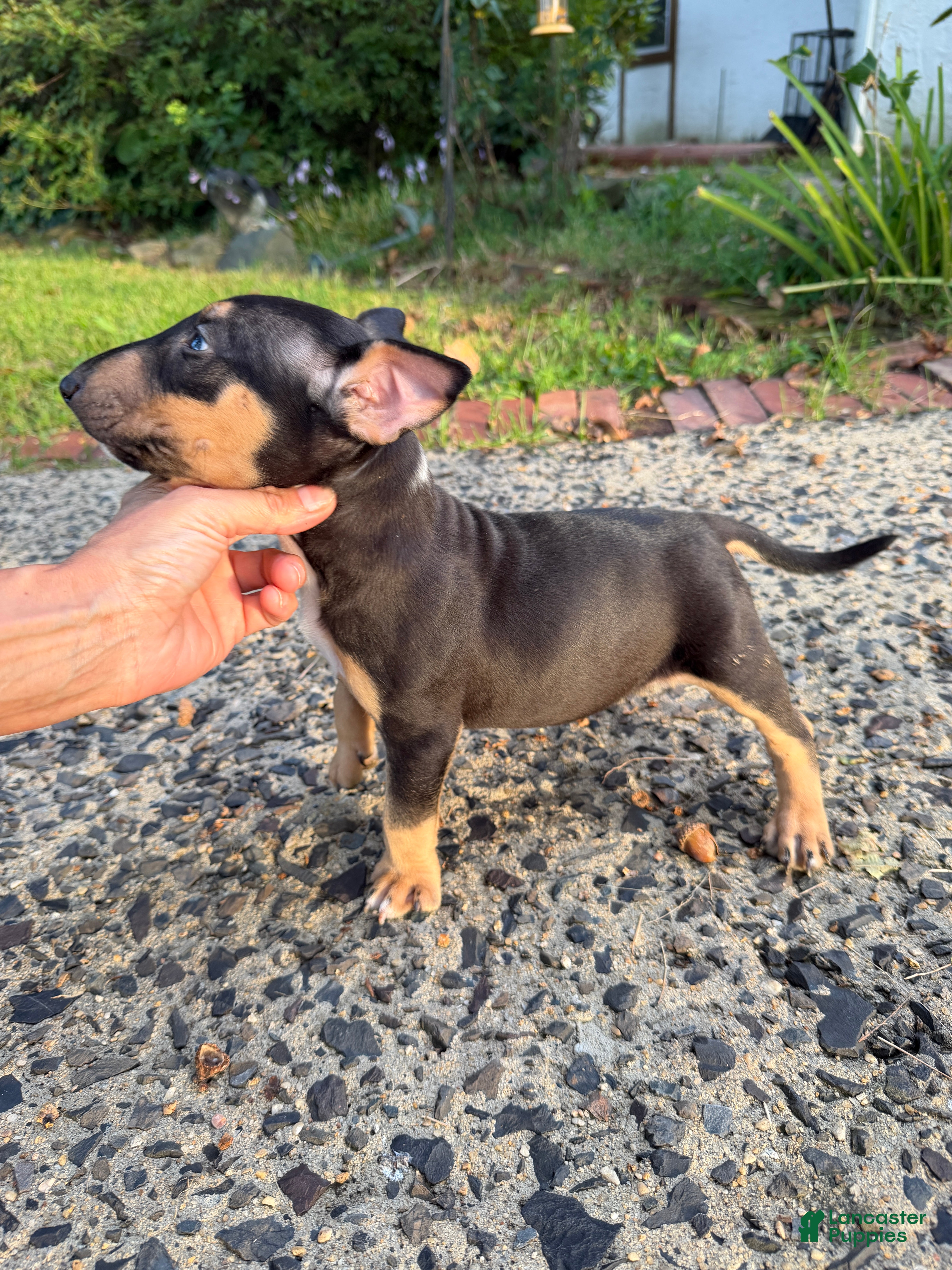Miniature Bull Terrier dogs Miniature Bull Terrier 1 - Ad 2