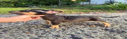 Miniature Bull Terrier dogs for sale: Miniature Bull Terrier 1 - Ad 2