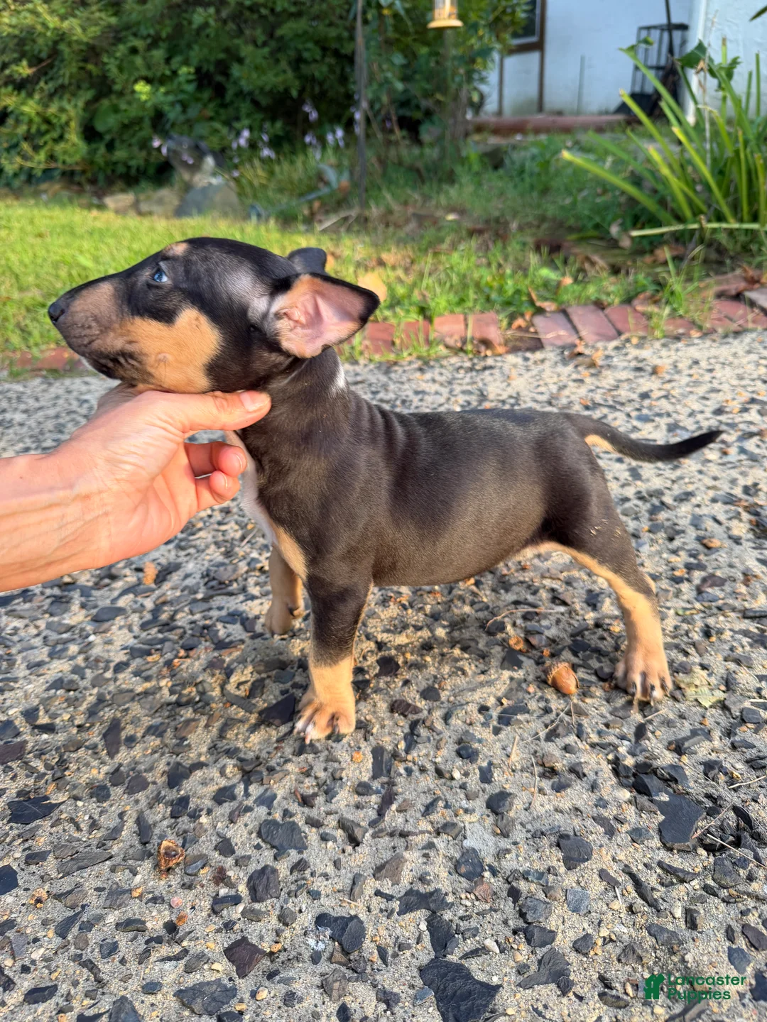 Miniature Bull Terrier dogs for sale: Miniature Bull Terrier 1 - Ad 2