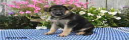 German Shepherd dogs for sale: Gunnar - Ad 4