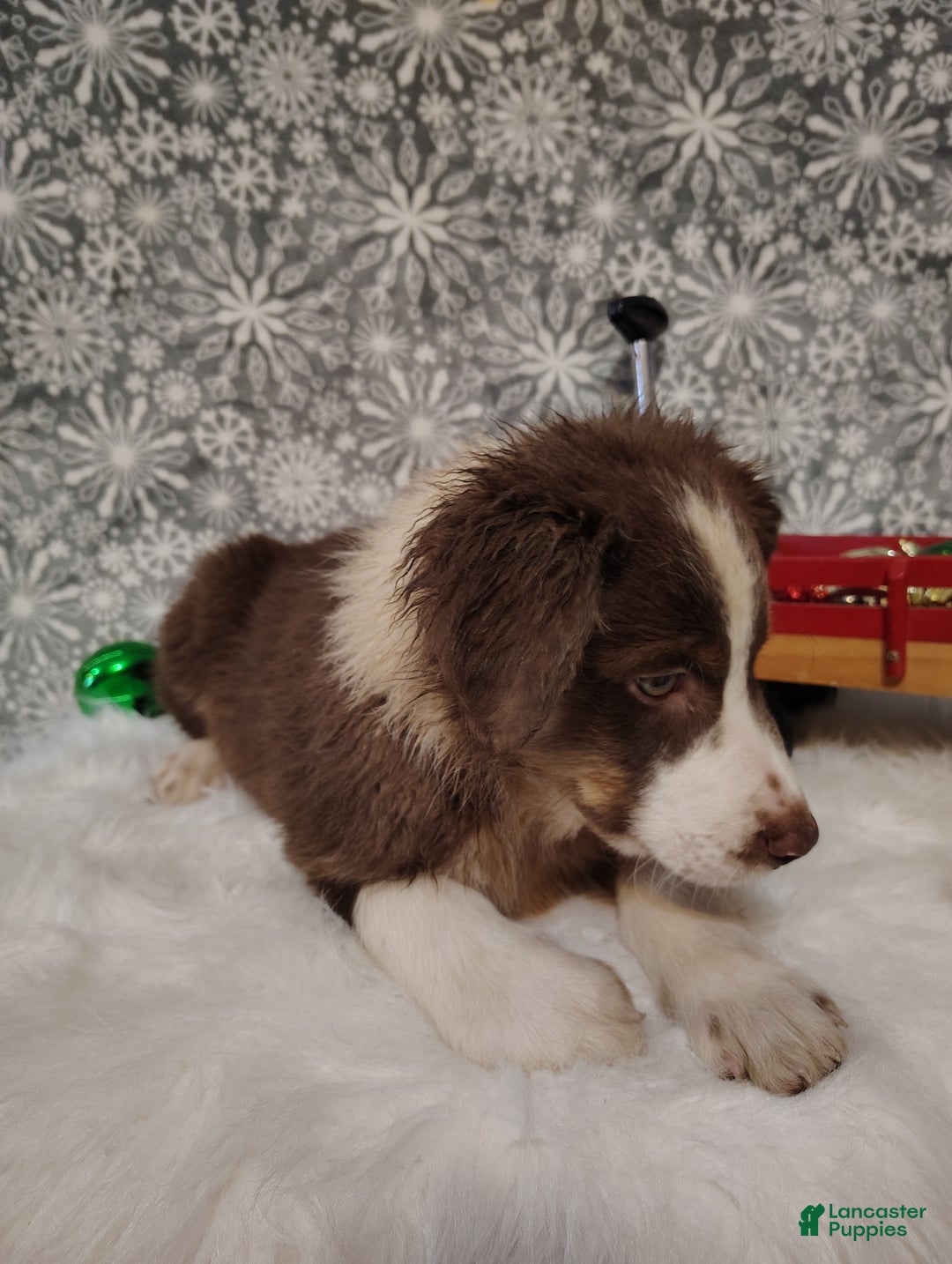 Australian Shepherd dogs for sale: Cinnamon - Ad 2