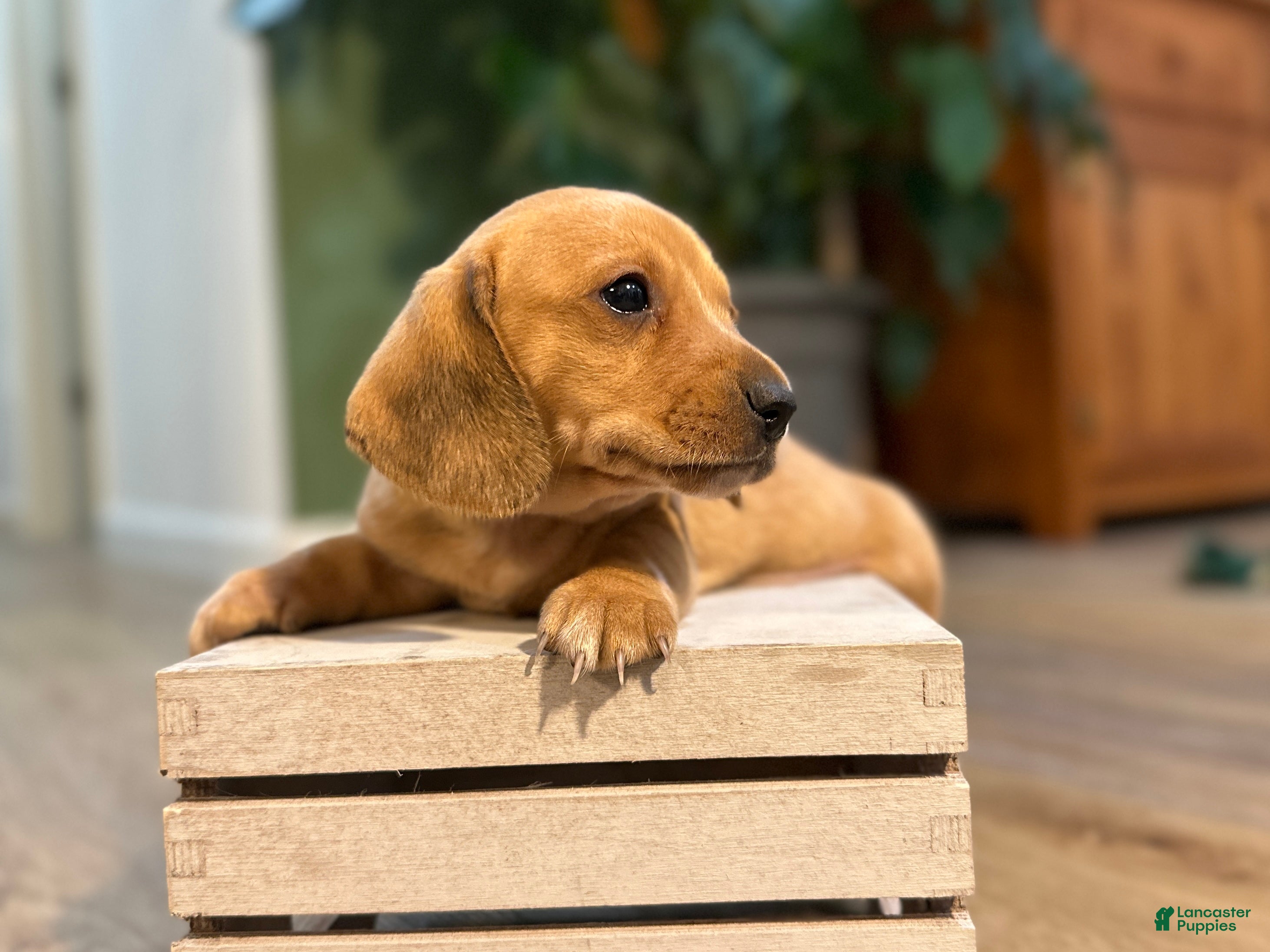Miniature Dachshund dogs for sale: Shorty - Ad 1
