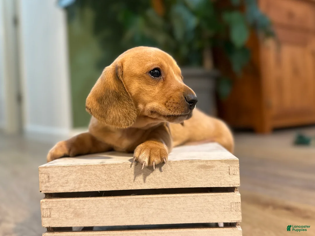 Miniature Dachshund dogs for sale: Shorty - Ad 1