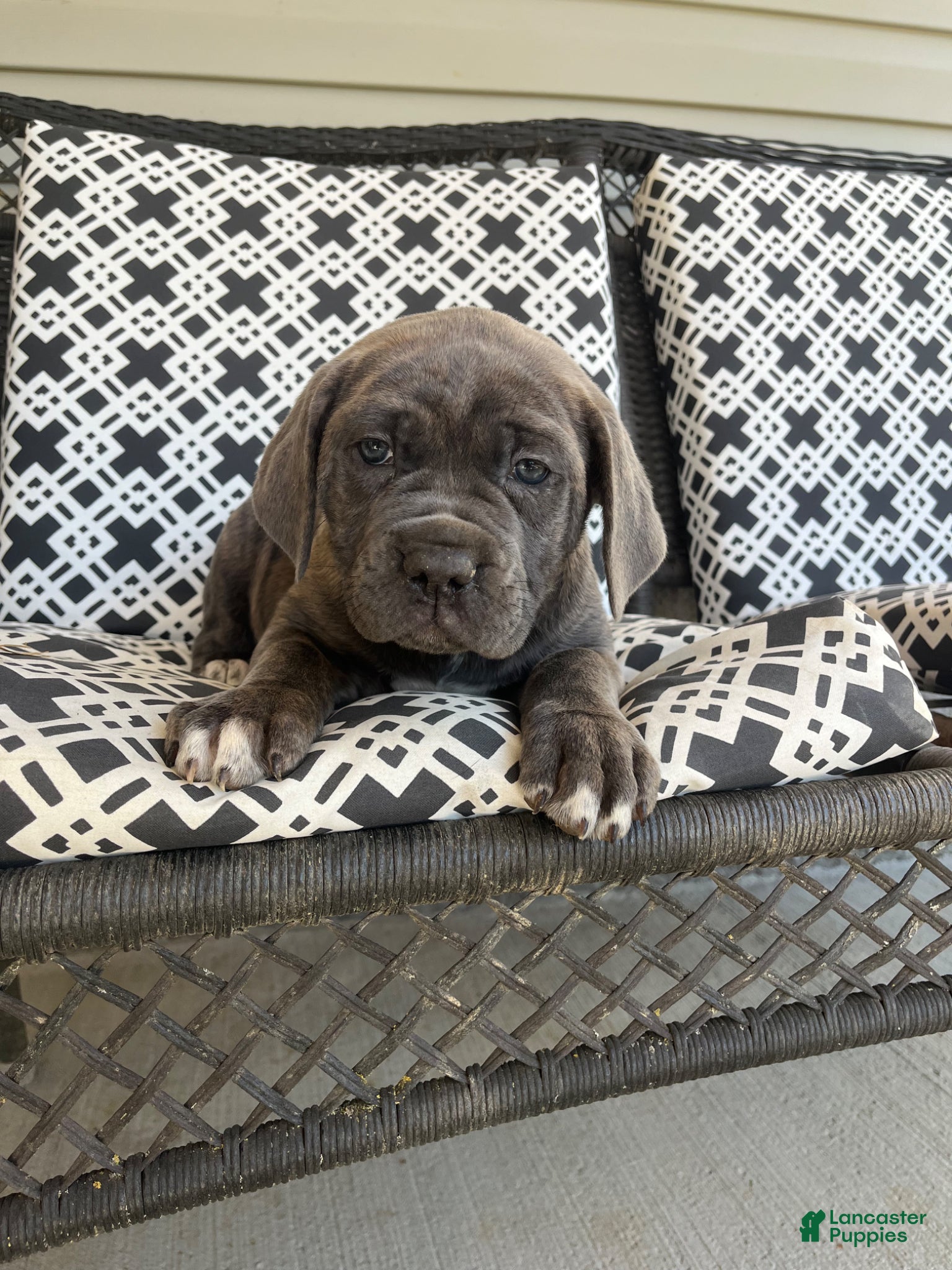 Cane Corso dogs Cane Corso Puppy 4 - Ad 27